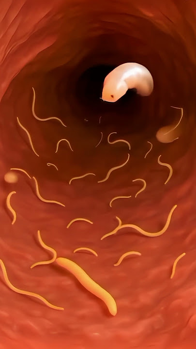 inside the digestive tract  Worm's Life
