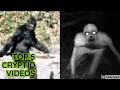 TOP 5 CRYPTID VIDEOS | EPISODE 1