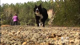 Dog protects missing toddler