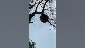 Tổ ong cắn lá khủng nhất miền bắc #shorts