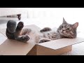 Cat relaxation music  relaxing music for cats with rain sounds harp music to calm cats