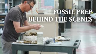 Behind the Scenes in a Dinosaur Fossil Laboratory by American Museum of Natural History 3,347 views 4 weeks ago 4 minutes, 36 seconds