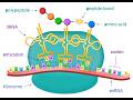 Master Translation (Protein Synthesis) in Minutes! | NCERT Class 12 Biology Chapter 6