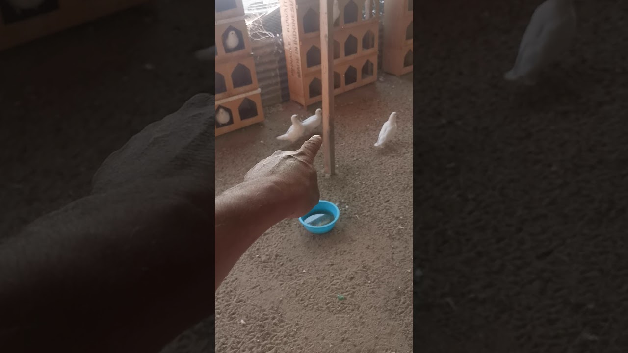 تربية الحمام(الحلقه 42)معرفة الأزواج