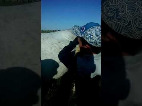 Вопрос: Как одеть вестерн седло?