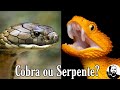 Cobra ou Serpente? | Biólogo das Serpentes