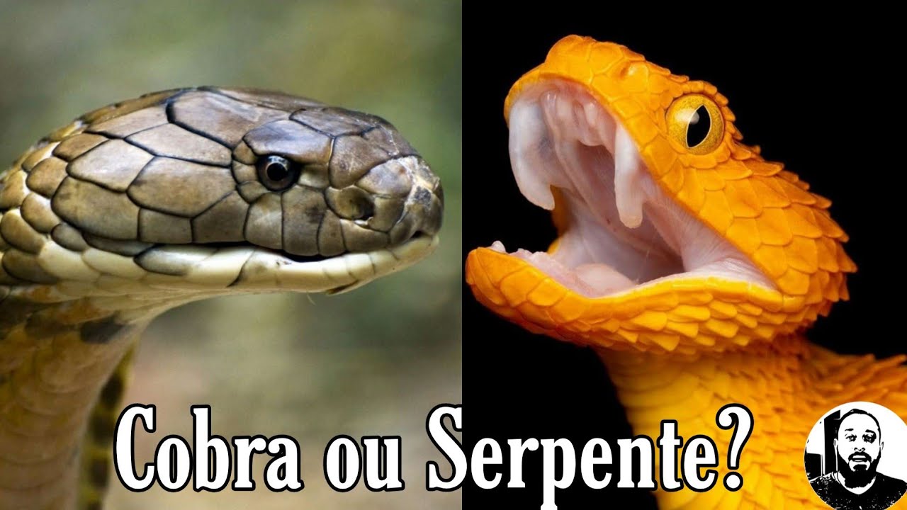 Cobra ou Serpente? | Biólogo das Serpentes