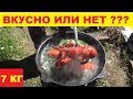 7 ÐšÐ“ Ð“Ð˜Ð“ÐÐÐ¢Ð¡ÐšÐ˜Ð¥ Ð ÐÐšÐžÐ’ Ð’ ÐšÐÐ—ÐÐÐ• ÐÐ 15 000 Ð Ð£Ð‘Ð›Ð•Ð™   Ð–Ð˜Ð ÐÐžÐÐÐ–Ðž