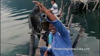 nice catch fish tilapia by Mr. Barus in Lake Toba