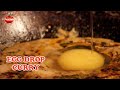 Egg Drop Curry | Shakshuka Recipe