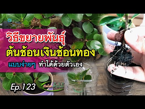 วีดีโอ: เงินหลวม - การเพาะปลูกและการสืบพันธุ์