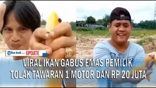 VIRAL IKAN GABUS EMAS PEMILIK TOLAK TAWARAN 1 MOTOR DAN RP 20 JUTA