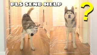 My Husky Reacts To The Invisible Challenge!