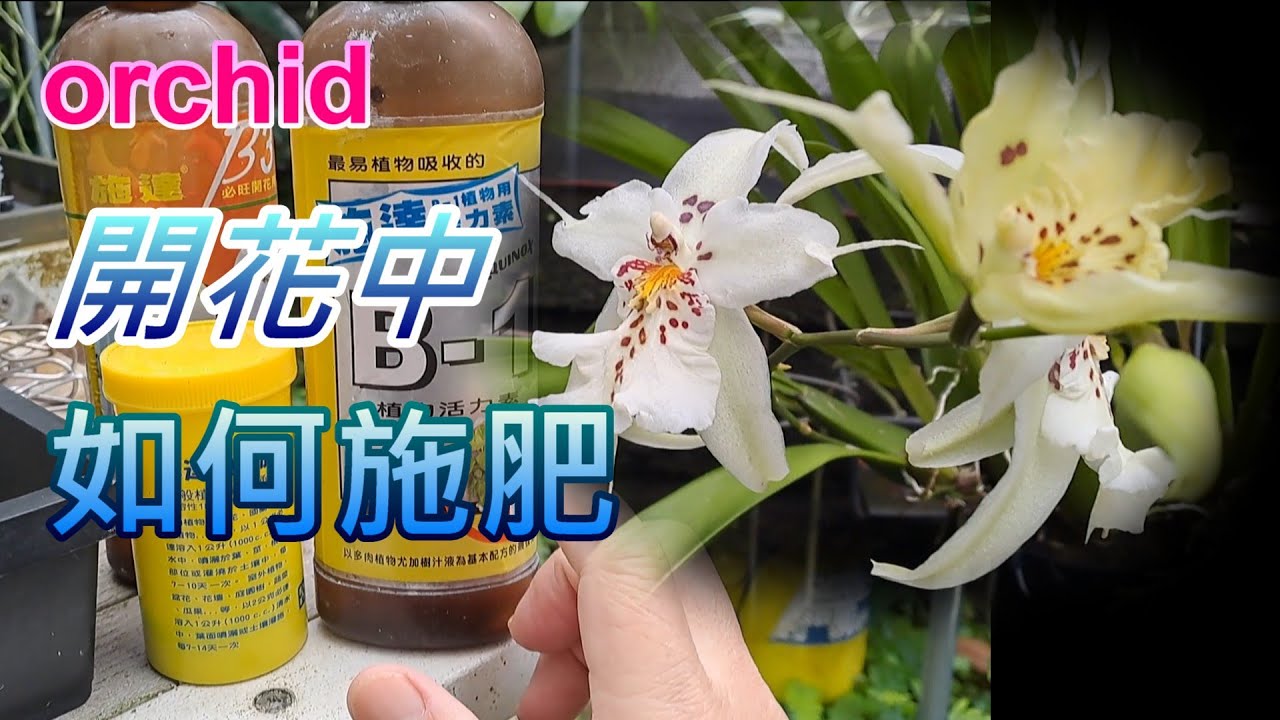 【犀利小農莊61】20250327 開花中的蘭花施肥經驗參考#orchid #Fertilization