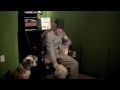 David the Dog Trainer's Anti Counter Surf Part 1 David the Dog Trainer's Anti Counter Surf Part 1