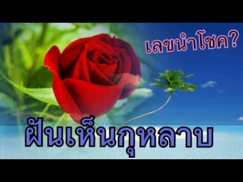 วีดีโอ: ทำไมกุหลาบขาวถึงฝัน