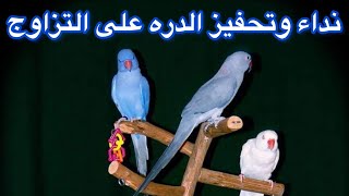 تحفيز الدره على التزاوج