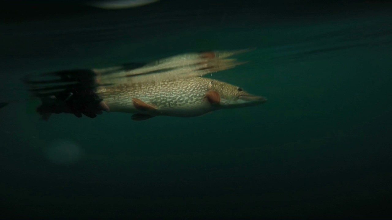 Brochet géant du lac d'Annecy avec Tof et Will YouTube
