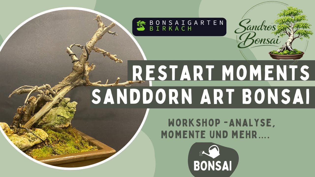 2026-08 Bonsai-Workshop mit Sanddorn und Olive – Viele Tipps bei Jaui in Birkach