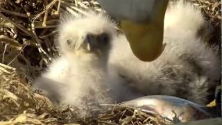Decorah Eagles,Mom With Fish\&Tandem Feeding Attempt By DM2 4\/15\/19