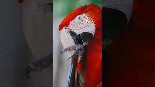 parrot ? الببغاء الطائر الملون سبحان الله الخالق #shorts #parrot #birds #رمضان #trending