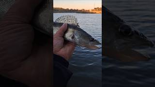 Вечерний СУДАК🎣успешная РЫБАЛКА 👍 #fishing #short #shortvideo #fish #shorts #ok #s #short #рыбалка