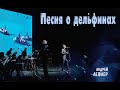 Андрей Лефлер - Песня о дельфинах (Сольный концерт 2023) Live