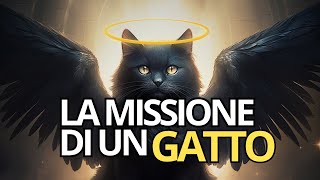 La missione dei GATTI | Perchè i gatti entrano nella tua vita?