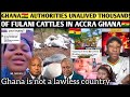 SERIOUS WAHALA‼️😭 THOUSANDS OF FULANI CATTLE UNALIVED IN ACCRA BY GHANA AUTHORITIES 🇬🇭#ghana 