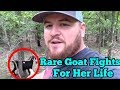 Rare Spanish Goat Fights for Her Life