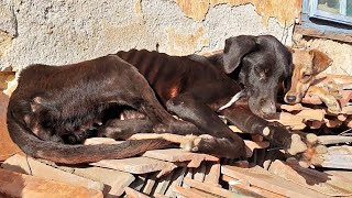 We Rescued 4 Starving Dogs And Here's What Happened Later by Howl Of A Dog 6,863 views 3 months ago 3 minutes, 57 seconds