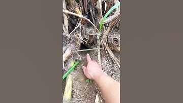 Làm bẫy chuột hang,bẫy rắn #bẫychuột #bayran