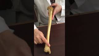 26.  Tibia (general features)