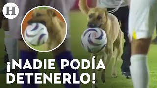 ¡Se robó el show! Perrito invade cancha y 