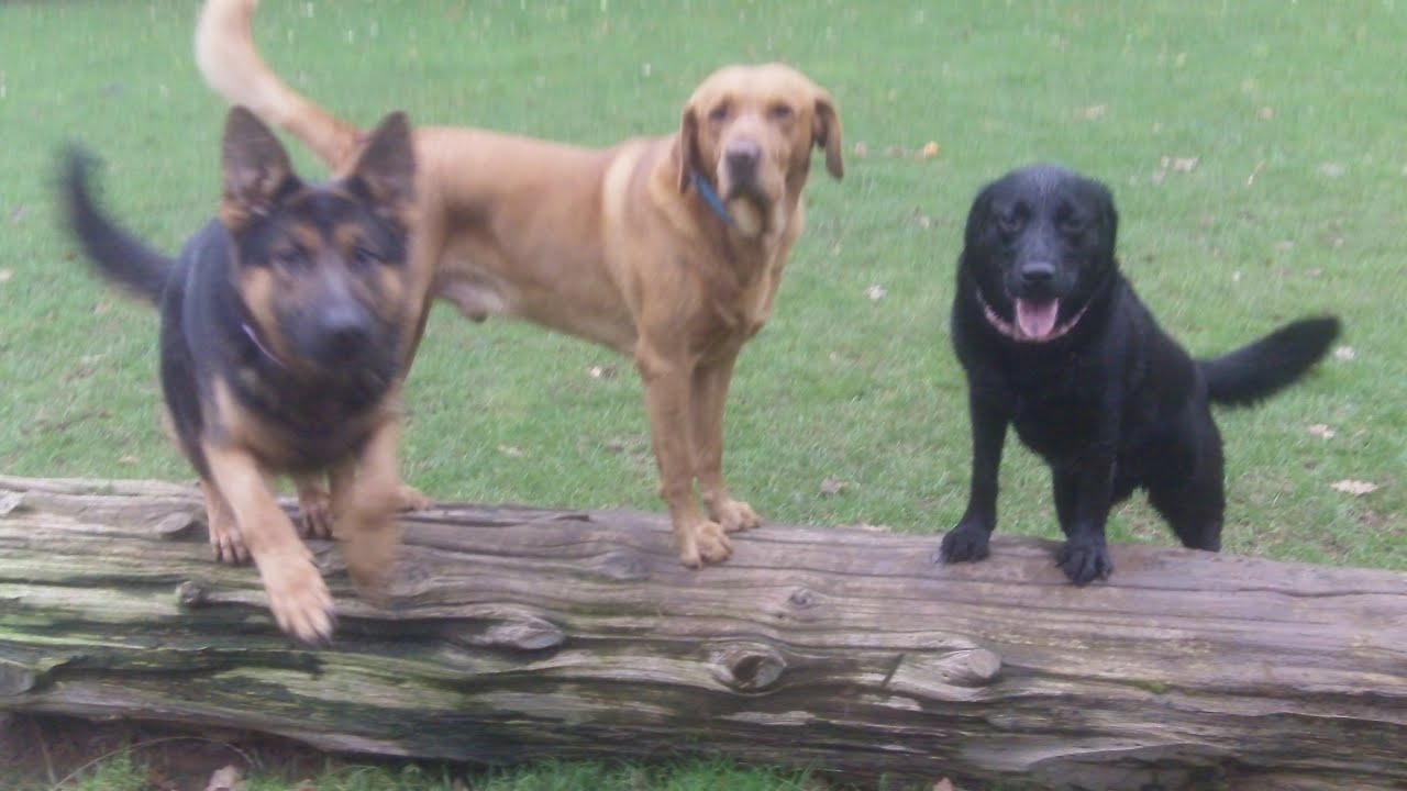 josie-wallace-labradors-tinker-gsd-dogtrainersuk-youtube