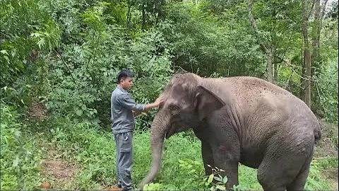 Young keepers devote time to injured elephants in Yunnan - DayDayNews