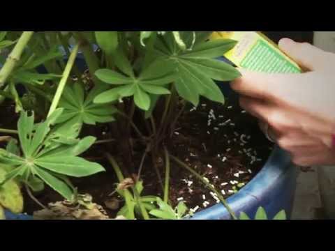 Video: Hoe U Uw Tuin Tegen Slakken Beschermt