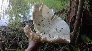 EDANN GEDE BANGET ‼️Luar biasa Dapat jamur bulan paling besar musim ini 🔥🔥💪💪 (gymnopus albuminosus)