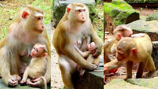 Best Video Of Lynx Takes It Easy Requests To Get Milk Again Quietly.