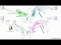 Anatomy of the inguinal region, simplified