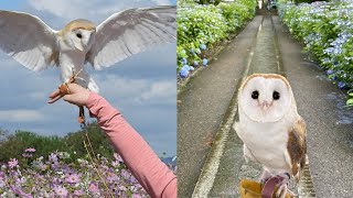 OWL BIRDS A Funny Owls And Cute Owls Videos Compilation (2021) #002 || Funny Pets Life