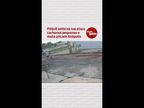 Pitbull solta na rua ataca dois cachorros pequenos e mata um, em Anápolis