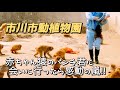 【市川市動植物園パンチ君】感動の嵐‼︎市川市動植物園は素晴らしかった‼︎ 2026/03/06