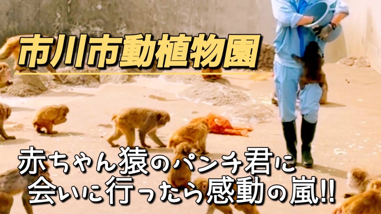 Future Alpha? Punch Roars with the Troop… Such Presence! - YouTube