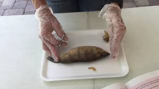 Module 13 Fish Dissection: Laccabue Labs
