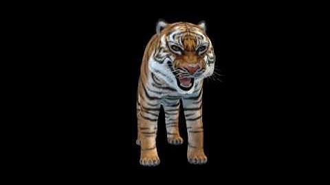 Fiber FX Lightwave2015  Tiger