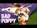 Adorable BEAGLE Puppy Marie vs Big Brother Louie The Beagle