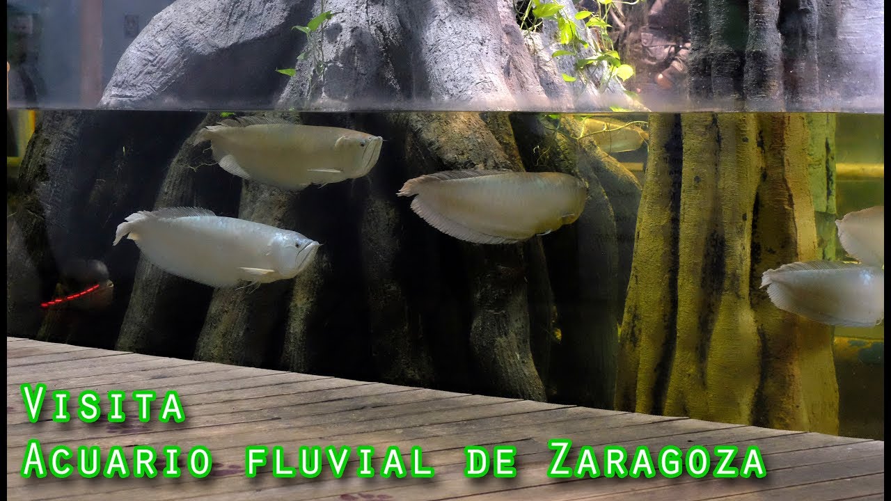 Acuario Fluvial de Zaragoza 2018 - YouTube