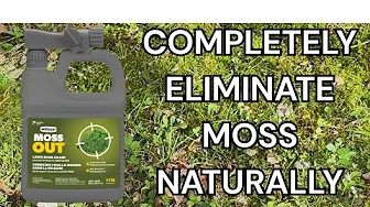 Moss Removal Secrets From A Pros - It Is Super Simple