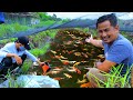 3,000 Japanese koi babies transfer to my newly built grow-out mud pond│ Mud pond improvement│ Ep. 3